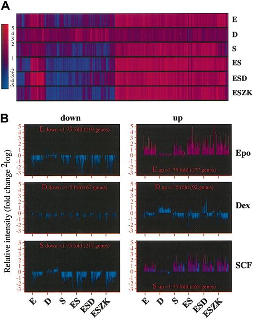 Figure 4. Cooperation of Epo, SCF, and Dex in the regulation of the erythroid gene expression program. Erythroid progenitors were factor deprived and restimulated with Epo, Dex, SCF, Epo/SCF, Epo/SCF/Dex, or Epo/SCF/ZK. Cy5-labeled cDNA synthesized from mRNA of restimulated cells was hybridized in parallel with Cy3-labeled cDNA synthesized from factor-deprived cells to the hematopoietic and the 17K EST arrays. (A) Hierarchic clustering (obtained with the use of Pearson correlation function) of 1200 clones that showed an alteration in gene expression greater than 1.75-fold up- or down-regulation for Epo or SCF, or greater than 1.5-fold up- or down-regulation for Dex. The color scale representing –fold up-regulation (red) or down-regulation (blue) of gene expression is shown on the left. (B) Bar graphs of clones selected for up- or down-regulation by Epo, Dex, or SCF showing the gene regulation by all other factor combinations versus factor deprivation. Fold changes are indicated on the vertical axes as 2log values. Left column shows down-regulated genes; right column, up-regulated genes. The numbers of preselected, regulated genes/ESTs are indicated in the different panels.