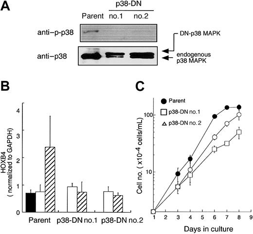 Figure 5. Effects of dominant-negative mutant p38 MAPK on HOXB4 expression. (A) A cDNA expression vector containing a dominant-negative mutant of p38 MAPK was introduced by lipofection into UT-7/TPO cells and stable cell lines were selected. Overexpression of the cDNA and activity of p38 MAPK were monitored by Western blotting. (B) Parental UT-7/TPO cells and DN-p38 MAPK-expressing cells were treated with 10 ng/mL TPO (□) or 100 ng/mL TPO (▨) for 24 hours and total RNA was prepared. HOXB4 level was determined by real-time RT-PCR. The results represent the average ± SD of 3 independent experiments. ▪ represents the basal HOXB4 level in UT-7/TPO cells cultured with GM-CSF. (C) Parental UT-7/TPO cells and 2 clones of DN-p38 MAPK-expressing UT-7/TPO cells were cultured with 10 ng/mL TPO for the indicated time periods. Each point represents the average ± SD of triplicate samples.