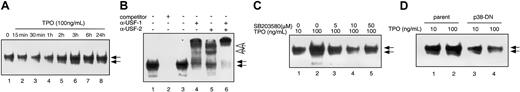 Figure 6. TPO enhances binding of USF-1 to the HOXB4 promoter. (A) UT-7/TPO cells were stimulated with 100 ng/mL TPO for the indicated times and nuclear fractions were prepared for electrophoretic mobility shift assay (EMSA). EMSA was performed using oligonucleotides corresponding to the putative USF-1–binding site of the human HOXB4 gene promoter. Arrows indicate the DNA-protein complexes. (B) To confirm DNA-binding specificity, a 150 M excess of unlabeled probe was added to the reaction mixture (lane 2). Then, 10 μg of the nuclear extracts was incubated for 20 minutes at 20°C with antibody against USF-1 (lane 4), USF-2 (lane 5), or USF-1 and USF-2 (lane 6). White arrows indicate the shifted complexes. (C) UT-7/TPO cells were pretreated with the indicated concentration of SB203580 for 1 hour and then stimulated with 100 ng/mL TPO for 3 hours. Nuclear proteins were prepared and USF-1–binding activity was assessed by EMSA. (D) Parental UT-7/TPO cells and clone 1 p38-DN MAPK-expressing cells were stimulated with 100 ng/mL TPO for 3 hours and nuclear proteins were prepared for EMSA.
