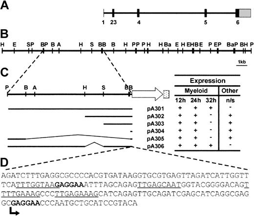 Figure 1. Analysis of the zebrafish spi1 locus and dissection of the promoter region. (A) Intron-exon structure of the spi1 gene. Solid bars represent translated exonic sequence, and the shaded bar shows the 3′ UTR. The 5′ UTR is too small to be visualized at this scale. (B) Linear depiction of the spi1 genomic locus. Letters indicate restriction enzyme sites (A = ApaI, B = BglII, Ba = BamHI, E = EcoRI, H = HindIII, P = PstI, S = SphI). (C) Activity of spi1 promoter fragments in transient expression assays. Embryos injected with the constructs indicated at the left were examined at 12, 24, and 32 hpf for patterns of EGFP expression that largely recapitulated endogenous spi1 expression pattern. This was scored as present (+) or absent (–). Nonspecific (n/s) expression at other sites (typically, the skeletal muscle and the eye) was similarly scored. All constructs were injected on at least 2 independent occasions, with 20% to 40% of injected embryos showing EGFP fluorescence in each case. Promoter-only injection controls gave no fluorescence. (D) Sequence analysis of the “core” spi1 promoter. Bases correspond to region of the spi1 promoter cloned upstream of EGFP in pA304, which produced early myeloid expression. Consensus Spi1 and c/ebpα sites are bolded and underlined, respectively, and the transcription start is indicated by an arrow.