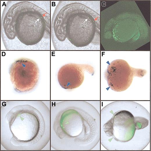 Figure 2. Expression of the spi1:EGFP transgene. (A-B) Transient expression in injected embryos. Two images taken 2 seconds apart, showing movement of fluorescent cells in circulation. The relative movement of 2 individual cells moving in contrary directions is indicated by white and red arrows. (C-I). Stable myeloid-specific expression. Panel C shows a vertical Z-series of images captured by confocal microscopy and projected to form a single image demonstrating EGFP-expressing cells over the yolk in green in an F2 embryo. Panels D-F show whole-mount in situ hybridization of embryos with an spi1 probe revealing expression in the rostral lateral plate mesoderm at around 14 hpf (D-F; blue arrowheads), and in cells over the yolk sac from around 18 hpf (E-F; arrowheads). Panels G-I show EGFP expression in pronouncedly fluorescent (flu++) F3 embryos (G-I; green arrowheads) recapitulating the in situ hybridization patterns shown. Original magnification, × 40.