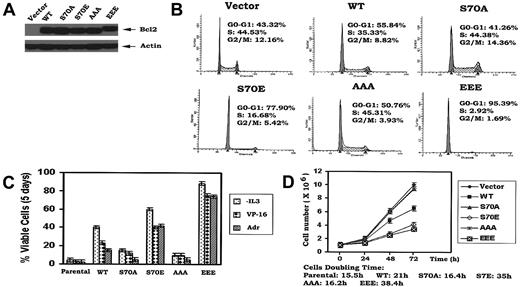 Figure 1. Ser70- or multisite phosphorylation of Bcl2 retards G1/S transition and cell growth in association with increased cell survival. (A) WT and A- or E-containing Bcl2 mutants were stably transfected in NSF.N1/H7 cells. Bcl2 protein expression levels were determined by Western blotting using Bcl2 antibody. (B) NSF.N1/H7 cells expressing WT or Bcl2 mutants were harvested under normal growth conditions. Cell cycle status was analyzed by flow cytometry following PI staining. (C) Cells expressing WT or A- or E-Bcl2 mutants were deprived of IL-3 or treated with VP-16 or adriamycin in the presence of IL-3 for 5 days. Cell viability was determined by analyzing annexin-V binding on FACS as described previously.17 (D) Growth curves of cells expressing WT and Bcl2 mutants were assessed using Coulter Counter. Similar results were obtained in all these studies using 3 separate clones each expressing similar amounts of exogenous Bcl2. Representative results for one clone are presented. The data represent the mean ± SD of 3 determinations.