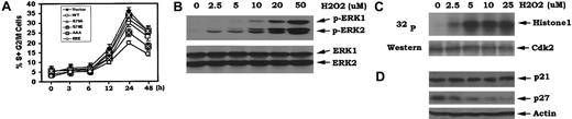 Figure 4. H2O2 stimulates G1/S cell cycle transition that is associated with down-regulation of p27 and activation of cdk2. (A) Cells expressing WT and A- or E-Bcl2 mutants were deprived of IL-3 for 24 hours. Cell cycle status was assessed following addition of low concentration of H2O2 (ie, 50 μM) in the absence of IL-3 for various times as indicated. (B) Cells expressing WT Bcl2 were treated with various concentrations of H2O2 for 30 minutes. The cells were harvested, washed, and lysed in detergent buffer. Western blot analysis was performed to detect phosphorylated ERK1/2 (p-ERKs) or total ERK1 and ERK2 proteins by using a phosphospecific ERK antibody or a mixture of ERK1 and ERK2 antibodies, respectively. (C) Cells were treated with various concentrations of H2O2 for 30 minutes. Cdk2 was immunoprecipitated from cell lysates and incubated with purified histone-1 in an in vitro kinase assay as described in “Materials and methods.” Reaction mixtures were subjected to SDS–PAGE. Cdk2 activity was analyzed by autoradiography. Cdk2 protein was determined by Western blotting using Cdk2 antibody. (D) Cells were treated with various concentrations of H2O2 as described in (C). Cells were harvested and lysed in detergent buffer. Expression levels of p21 and p27 were analyzed by Western blotting using p21 and p27 antibodies. The data represent the mean ± SD of 3 determinations.