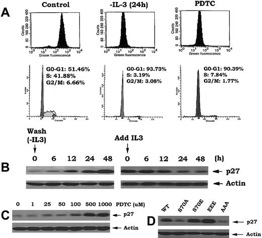 Figure 5. Reduction of intracellular ROS following IL-3 withdrawal or treatment with antioxidant PDTC or expression of phosphomimetic Bcl2 mutants results in inhibition of G1 → S transition. (A) Cells expressing nonphosphorylatable Bcl2 mutant (AAA) were deprived of IL-3 or treated with PDTC (500 μM) as indicated. The levels of intracellular ROS levels and cell cycle status were assessed as in Figure 1. (B) Cells were deprived of IL-3 for various times up to 48 hours, then IL-3 was added to cells for various times as indicated. Expression levels of p27 were determined by Western blotting using p27 antibody. (C) Cells were treated with various concentrations of PDTC for 24 hours. Expression levels of p27 were determined as in (B). (D) Cells expressing WT, A-, or E-Bcl2 mutants were lysed in detergent buffer. Expression levels of p27 were determined as described above.