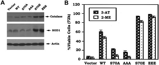 Figure 6. Phosphomimetic Bcl2 enhances expression of Cu/Zn-superoxide dismutase (SOD1) and catalase, and more potently inhibits 3-AT or 2-ME–induced cell death. (A) Cells expressing WT, A-, or E-Bcl2 mutants were lysed in detergent buffer. Expression levels of SOD1 and catalase were determined by Western blotting using SOD1 or catalase antibody, respectively. (B) Cells were treated with 3-AT (10 mM) or 2-ME (3 μM) for 72 hours. Cell viability was determined by analyzing annexin-V binding on FACS as described in Figure 1C. The data represent the mean ± SD of 3 determinations.
