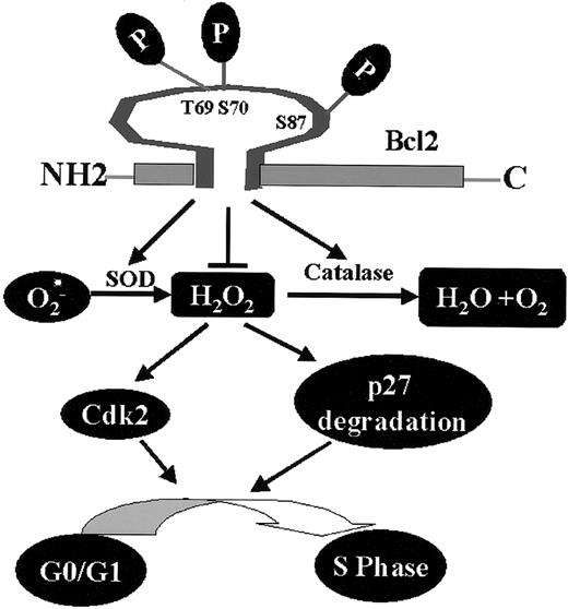 Figure 7. Proposed model of Bcl2/cell cycle signaling. Mono- or multisite Bcl2 phosphorylation reduces intracellular ROS levels through regulation of cellular antioxidant enzymes (ie, SOD and catalase). The decreased intracellular ROS levels induced by Bcl2 result in up-regulation of p27 and down-regulation of Cdk2 activity that are associated with retardation of G1→S cell cycle transition.