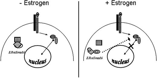 Figure 1. Scheme to block BMP signaling conditionally. In the absence of 17β-estradiol (left), ER-xSmad6 is held in an inactive conformation via binding of Hsp90 (square) to the hER ligand-binding domain, allowing signaling (arrows) to occur normally. In the presence of hormone (small circle), ER-xSmad6 is released and blocks signaling downstream of the BMP receptors (right).