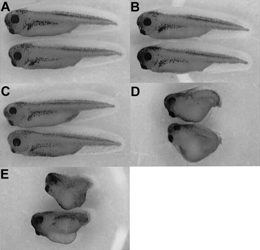 Figure 2. Induction of ER-xSmad6 at blastula stages recapitulates overexpression of xSmad6. (A-B) Uninjected embryos develop normally when cultured in the absence (A) or presence (B) of 1 μM 17β-estradiol (E2) from blastula stages. (C) Embryos develop normally when injected at the 2-cell stage with 2 ng/embryo of ER-xSmad6 mRNA and cultured in the absence of E2. (D) Embryos similarly injected with ER-xSmad6 and cultured in the presence of E2 from stage 6 are dorsalized. (E) Embryos are dorsalized when injected at the 2-cell stage with 0.8 ng xSmad6 mRNA. Original magnification, × 20.
