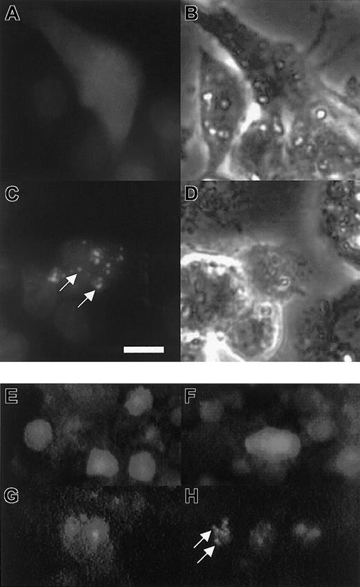 Figure 3. Induced ER-xSmad6 localizes to cytoplasmic speckles in cultured cells or embryos. (A-D) HepG2 cells were transfected with 3 μg pEGFP-ER-xSmad6 and shown prior to addition of E2 (A-B) or after addition of E2 for 90 minutes (C-D). In panels A and C, cells are double-labeled with Hoechst 33342 (blue stain) to identify nuclei. Panels B and D are phase images for panels A and C, respectively. (E-H) Embryos were injected at the 2-cell stage with 300 pg pEGFP-C1 DNA (E-F) or 400 pg pEGFP-ER-xSmad6 DNA (G-H). Panels E and G are from embryos cultured in the absence of E2. Panels F and H are from embryos induced with E2 at stage 8. All embryos in panels E-H were photographed between stages 24 and 26. White arrows indicate speckles. (A-D) Bar equals 10 μm. (E-H) Original magnification × 100.
