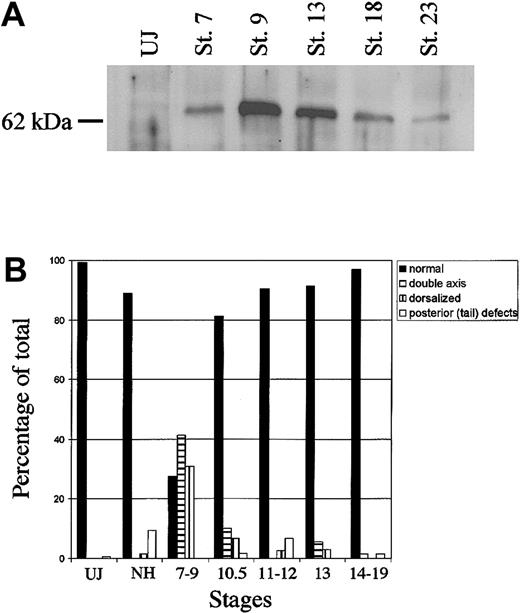 Figure 5. ER-xSmad6 remains stable through neurulation but does not disrupt morphology unless induced prior to stage 11. (A) Western blot analysis of ER-xSmad6 stability. Embryos were injected at the 2-cell stage with 1 ng/embryo of ER-xSmad6 mRNA and cultured in the absence of E2. Protein was harvested at the stages indicated (UJ = uninjected; St. = stage). The Western blot was probed with a polyclonal antibody against the F domain of the human estrogen receptor. (B) Graphic summary of the morphologic phenotypes derived from induction of ER-xSmad6 at various stages throughout development after injection into ventral blastomeres at the 4-cell stage. n = 125 (uninjected), 63 (no hormone), 58 (stages 7-9), 59 (stage 10.5), 74 (stages 11.5-12), 35 (stage 13), and 68 (stages 14-19)