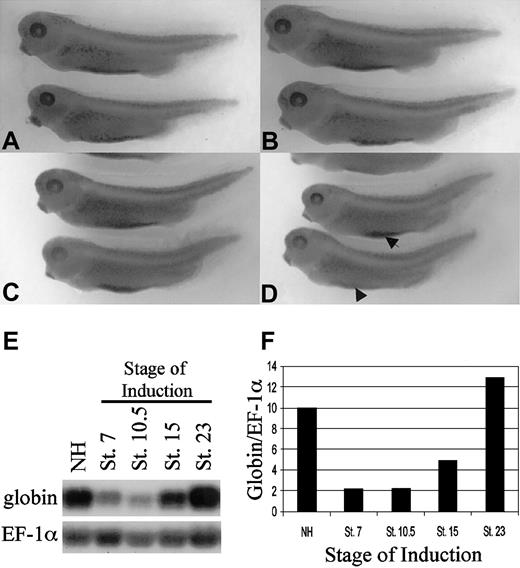 Figure 6. ER-xSmad6 inhibits primitive blood island development during neurulation. (A-B) Water-injected embryos cultured in the absence (A) or presence (B) of E2 develop normal ventral blood islands as assayed by benzidine staining at stage 35. (C-D) Embryos injected with 1 ng/embryo in the ventral blastomeres of 4-cell stage embryos and cultured in the absence of E2 (C) develop normal ventral blood islands. Embryos similarly injected and cultured in the presence of E2 from stage 13 (D) develop with reduced (arrow) or lacking ventral blood islands (arrowhead). (E) Northern blotting analysis using 10 μg per lane of total RNA harvested from pools of embryos injected at the 2-cell stage with 0.8 ng/embryo of ER-xSmad6 and cultured in E2 from the indicated stages (NH = no hormone). The filter was first probed with αT1-globin, then stripped and reprobed with EF-1α as a loading control. (F) Graphic representation of normalized values from panel E. Original magnification for A-D, × 20.