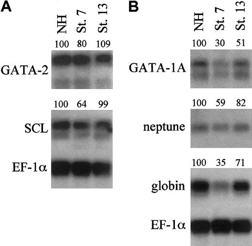 Figure 7. Blocking BMP signaling during neurulation reduces differentiation markers of primitive hematopoiesis. Northern blotting analysis using 0.8 μg per lane of polyA+ mRNA harvested from uninjected embryos or embryos injected at the 2-cell stage with 2 ng/embryo of ER-xSmad6 mRNA and induced with E2 at the stages indicated (NH = no hormone). mRNA was harvested from stage 22 embryos (A) to test early markers of primitive hematopoiesis (GATA-2 and SCL) or from stage 35/36 embryos (B) to test late markers (GATA-1A, neptune, and αT1-globin). Numbers above lanes indicate percent of signal relative to the sample that is uninduced (NH).