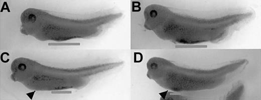 Figure 8. Both anterior and posterior VBI are dependent on BMP signaling for erythropoiesis. (A-D) Embryos were injected into dorsal (A,C) or ventral (B,D) blastomeres at the 4-cell stage with 0.8 ng/embryo of ER-xSmad6 mRNA and cultured in the absence (A-B) or presence (C-D) of E2 from stage 10.5. Embryos were fixed and stained with benzidine (blue stain) at stage 35. Arrowheads indicate approximate location of liver primordium and lines indicate extent of ventral blood island staining. Original magnification, × 20.