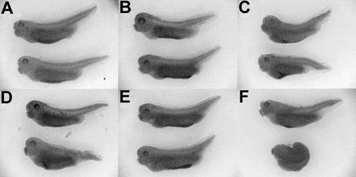 Figure 9. xSmad1, but not xSmad2, can rescue the ER-xSmad6–induced block of primitive erythropoiesis. Embryos were coinjected at the 4-cell stage in the ventral blastomeres with 1 ng/embryo ER-xSmad6 mRNA and either 0.6 ng/embryo of EF-1α (A,D), xSmad1 (B,E), or xSmad2 (C,F) mRNA. Half of each cohort of injected embryos was cultured in the presence of E2 from stage 10.5 (D-F). All embryos were fixed and stained with benzidine at stage 35. Original magnification, × 20.