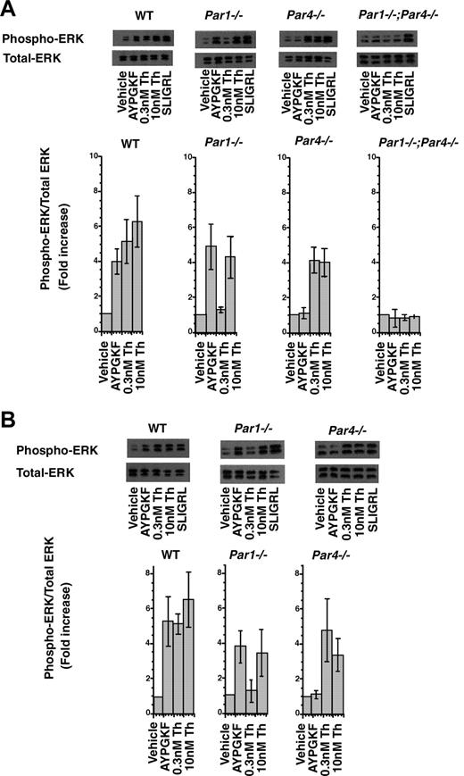 Figure 3. PAR-triggered ERK phosphorylation in dermal (A) and lung (B) endothelial cells. Cultures were stimulated with buffer alone, PAR4 agonist (AYPGKF; 500 μM), α-thrombin (Th; 0.3 nM and 10 nM), and PAR2 agonist (SLIGRL; 100 μM) for 5 minutes. Whole-cell lysates were analyzed by immunoblot for phosphorylated ERK1/2 and total ERK1/2. Representative immunoblots are shown. Bar graphs show the mean (± SE) fold increase in ERK phosphorylation over control from 3 independent experiments. Blots were scanned and quantitated by NIH image, and data are expressed as the ratio of phosphorylated to total ERK1/2 normalized to that of control. In all experiments, the PAR2 agonist SLIGRL triggered comparable increases in ERK phosphorylation (average, approximately 5-fold) regardless of genotype.