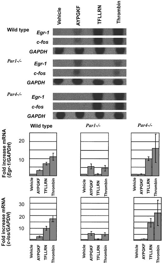 Figure 4. Northern blot analysis of Egr-1 and c-Fos induction in mouse endothelial cells. (top) Endothelial cells isolated from wild type, Par1–/–, and Par4–/– mice were grown to confluence, serum-starved overnight (12 hours), and stimulated with vehicle, the PAR4 agonist AYPGKF (500 μM), the PAR1 agonist TFLLRN (10 μM), or thrombin (10 nM) for 45 minutes. Total RNA was isolated and analyzed by Northern blot analysis. Hybridization for GAPDH mRNA was used to control for lane loading. This experiment was replicated 3 times. Quantitation of the results is shown (bottom) as the ratio of c-fos/GAPDH signal intensity normalized to control (mean ± SE; n = 3). Note the decreased response to thrombin in Par1–/– endothelial cells compared with wild-type and the similar magnitude or Egr-1 and c-Fos induction by thrombin and PAR4 agonist in Par1–/– cells.