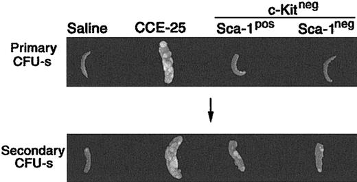 Figure 2. Pre–CFU-s activity of the purified CCE-25–c-Kitneg cell populations. CCE-25–c-KitnegSca-1pos and Sca-1neg populations were isolated as described in “Materials and methods.” The purified cell populations were transplanted into lethally irradiated mice. After 12 days, the animals were killed. Their spleens were fixed in Tellesniczky solution to visualize spleen colonies (Primary CFU-s). Whole bone marrow from these primary recipients was transplanted into lethally irradiated secondary recipients. After 12 days, spleens from secondary recipients were fixed in Tellesniczky solution (Secondary CFU-s). These results are representative of 3 experiments.