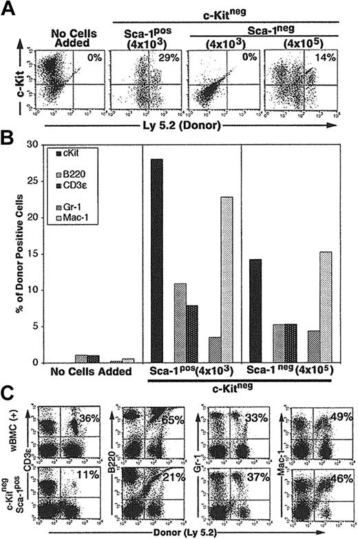 Figure 4. Purified CCE-25–c-KitnegSca-1pos and Sca-1neg cell growth on Tpo-LTMC stroma. Tpo-LTMCs were established according to procedures outlined in “Materials and methods.” Tpo-LTMCs (4-week-old; Ly 5.1 marked) were irradiated (13.0 Gy), nonadherent cells were removed, and the remaining stromal layers were seeded with purified, Ly 5.2pos, whole bone marrow (positive control), CCE-25–c-KitnegSca-1pos, or Sca-1neg cells. (A) Flow cytometry for c-Kit and “donor” (Ly 5.2) cells after 25 days of culture. Panels are representative of 2 flasks per group in 2 separate experiments. (B) Lineage composition of CCE-25–c-Kitneg (donor, Ly 5.2) cells grown in the Tpo-LTMCs. After 25 days of culture, the contents of the Tpo-LTMCs ± purified CCE-25–c-Kitneg (Ly 5.2) cells were analyzed by flow cytometry for Ly 5.2– and lineage-specific markers. Left panel: Tpo-LTMCs alone; middle panel: 4 × 103 CCE-25–c-KitnegSca-1pos cells; and right panel: 4 × 105 CCE-25–c-KitnegSca-1neg cells. Data shown are from 1 flask, which represent 2 flasks per group in 2 separate experiments. (C) Cells from the Tpo-LTMC stromal layers were harvested 25 days after CCE-25–c-KitnegSca-1pos (Ly 5.2) seeding and then transplanted into lethally irradiated (9.5 Gy) Ly 5.1 recipients with 2 × 105 wBMC competitive host marrow. Peripheral blood was assayed for the presence of donor lymphoid (CD3ϵ and B220) and myeloid (Gr-1 and Mac-1) cells by flow cytometry as described in “Materials and methods.” The top panels show the distribution of donor-derived cells from animals that received transplants of 2 × 105 whole bone marrow cells (positive control). The percentages in the upper right corners of the dot plots represent the number of donor cells in the Linpos cell population. For these analyses, background staining, indicated by staining with isotype-matched controls, was subtracted to yield the percentage of cells shown on the dot plots.