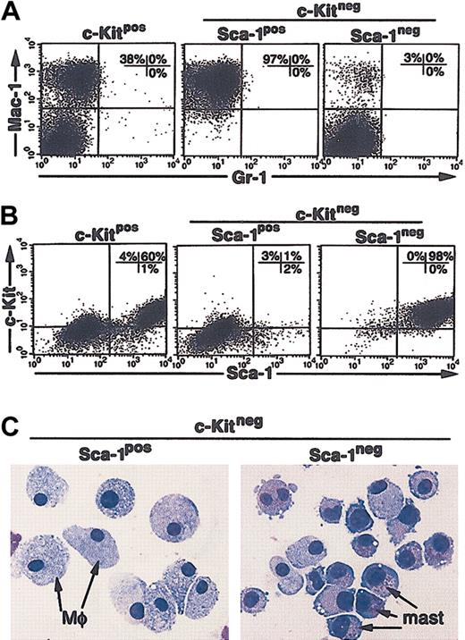 Figure 6. CCE-25–c-KitnegSca-1pos and Sca-1neg cell growth in “noncontact” M2-10B4 cocultures. Purified CCE-25–c-KitnegSca-1pos and Sca-1neg cells were added to M2-10B4 monolayers and were cocultured in transwells over M2-10B4 monolayers for 25 days with biweekly feeding in the presence of 100 ng/mL SCF and 30 ng/mL IL-3. Cells were harvested and stained as described in “Materials and methods.” (A) Flow cytometry for myeloid lineage markers Gr-1 and Mac-1. (B) Flow cytometry for PHSC markers c-Kit and Sca-1. These data are representative of 3 points per group in 3 separate experiments. For these analyses, background staining, indicated by staining with isotype-matched controls, was subtracted to yield the percentages shown on the dot plots. (C) The morphology of CCE-25–c-KitnegSca-1pos and Sca-1neg cells grown in “noncontact” M2-10B4 cultures over time. Photomicrographs of purified CCE-25–c-KitnegSca-1pos and Sca-1neg cells that were cocultured in transwells over M2-10B4 monolayers for 25 days with biweekly feeding in the presence of 100 ng/mL SCF and 30 ng/mL IL-3. Cells were harvested and stained as described in “Materials and methods.” At 18 days after seeding, cells were harvested and cytospun. Mφ indicates macrophage morphology; mast, mast cell morphology.