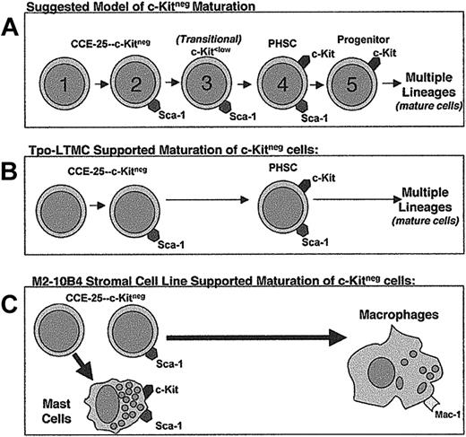 Figure 7. Proposed models for the c-Kitneg PHSC maturation pathway and maturation in the in vitro growth conditions tested in this study. (A) Suggested model of c-Kitneg to c-Kitpos maturation. (B) Model of Tpo-LTMCs–supported c-Kitneg maturation. (C) Model of M2-10B4–driven c-Kitneg maturation.