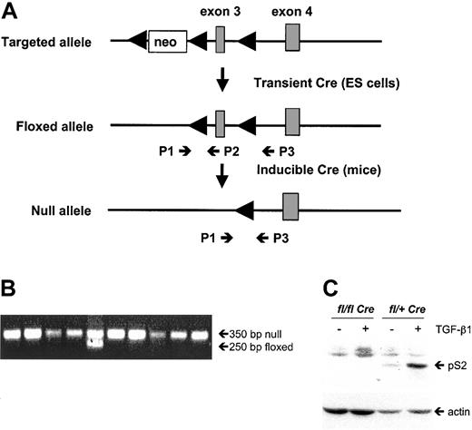 Figure 1. Inducible Cre/loxP disruption of TβRI in mice. (A) Schematic map of part of the TβRI genomic locus following gene targeting in ES cells and Cre-mediated excision of the selection marker (in ES cells) and exon 3 (in mice), respectively. Arrowheads denote loxP sites, and small arrows indicate the PCR primers used to detect the different recombination events. (B) PCR screening of hematopoietic colonies grown from BM progenitors of induced mice. The PCR primers P1 and P2 and P1 and P3 were used to detect floxed and null alleles, respectively. In this example, all clonogenic progenitors had deleted exon 3 except one, in which one of the floxed alleles was left. (C) TGF-β–induced Smad2 phosphorylation is absent in lineage-depleted (lin–) BM cells from induced fl/fl Cre mice. Cells were incubated in the presence or absence of TGF-β1 (10 ng/mL), and phosphorylated Smad2 (pS2) was detected by Western blot.