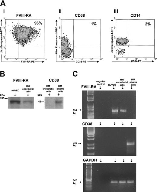 Figure 1. Purity of MMEC preparations assessed by FACS, Western blot, and RT-PCR analyses. (A) One representative patient showing by FACS that 96% of ECs express FVIII-RA, and very little CD38 and CD14. At least 10 000 cells were read for each labeling. (B) Western blot shows that MMECs express less FVIII-RA than HUVECs and do not express CD38 by contrast with paired plasma cells. (C) Confirmatory results are obtained by RT-PCR; bp indicates base pair.