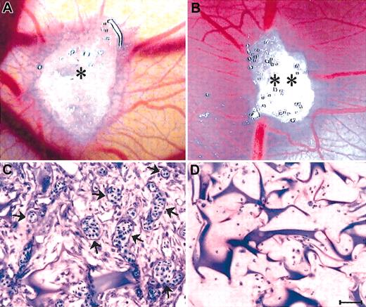Figure 4. Angiogenic activity of MMEC CM in the CAM sponge assay. (A) The positive control (RPMI-1640 + bFGF) and (B) the CM were loaded onto gelatin sponges (* and **) implanted on top of the CAM on day 8. Macroscopic view of the CAM on day 12, showing numerous new capillaries with a “spoked wheel” pattern around both sponges. (C) Histologic sections of the sponge shown in panel B, showing a collagenous matrix pierced by winding blood vessels (arrows) cut on different planes and containing blood cells. (D) Histologic section of a sponge loaded with the HUVEC CM, showing no vessels among the trabeculae. Similar results (not shown) were produced by the negative control (RPMI-1640 medium). Bar = 4mm (A-B) and 90 μm (C-D).
