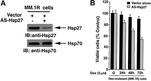 Figure 2. Blockade of Hsp27 by AS-Hsp27 restores sensitivity to Dex in MM.1R cells. (A) Functional specificity of AS-Hsp27 was determined by subjecting protein lysates from AS-Hsp27-transfected or control vector-transfected cells to immunoblot analysis with anti-Hsp27 (upper panel) or anti-Hsp70 antibodies (lower panel). (B) MM.1R cells were transiently transfected with cDNA construct containing GFP-tagged AS-Hsp27 (▦) or with GFP-empty vector (▪). Following transfections, GFP+ cells were selected by flow cytometry; treated with Dex (5 μM) for 24, 48, or 72 hours, and analyzed for cell viability by MTT assay (P = .05, as determined by one-sided Wilcoxon rank sum test). Error bars represent standard deviation.