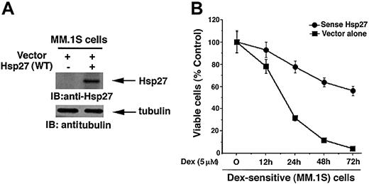 Figure 4. Expression of Hsp27 (WT) in Dex-sensitive MM.1S cells increases resistance to Dex. (A) Functional specificity of Hsp27 (WT) was determined by subjecting protein lysates from Hsp27 (WT)-transfected or control vector-transfected MM.1S cells to immunoblot analysis with anti-Hsp27 (upper panel) or anti-tubulin antibodies (lower panels). Blots are representative of 3 independent experiments with similar results. (B) MM.1S cells were transiently transfected with cDNA expression construct containing GFP-tagged Hsp27 (WT) (•) or with empty vector alone (▪). GFP+ cells were selected by flow cytometry, treated with Dex (5 μM) for 12, 24, 48, or 72 hours, and analyzed for cell viability by an MTT assay. Median viability was 30% (24 hours), 10% (48 hours), and 4% (72 hours) after Dex treatment of empty vector-transfected cells and 79% (24 hours), 63% (48 hours), and 54% (72 hours) after Dex treatment of Hsp27 (WT)-transfected MM.1S cells (P = .04, as determined by one-sided Wilcoxon rank sum test). Error bars represent standard deviation.