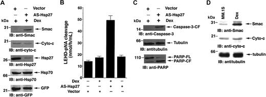 Figure 7. AS-Hsp27 induces the release of mitochondrial protein Smac and activates downstream caspase cascade. (A) Ectopic expression of AS-Hsp27 in MM.1R cells restores apoptosis in response to Dex via Smac release. MM.1R cells were transfected with GFP vector alone or GFP-AS-Hsp27. GFP+ cells were isolated and treated with Dex (5 μM). Cytosolic extracts from these cells were separated by SDS-PAGE and analyzed by immunoblotting with anti-Smac and anti-cyto-c antibodies (first and second panels, respectively). Expression and functional specificity of AS-Hsp27 was determined by immunoblotting with anti-Hsp27 and anti-Hsp70 antibodies (third and fourth panels, respectively). As a control for equal transfections, filters were reprobed with anti-GFP antibody (fifth panel). Blots are representative of 3 independent experiments with similar results. (B) Dex triggers caspase-9 activation. MM.1R cells were transfected with GFP vector alone or GFP-AS-Hsp27. GFP+ cells were isolated and treated with Dex (5 μM) for 48 hours and harvested. Caspase-9 activation was determined by subjecting cytosolic extracts for protease activity using LEHD-pNA as substrate. Results are representative of 3 independent experiments (P < .005; n = 3). Error bars represent standard deviation. (C) Dex triggers caspase-3 and PARP cleavage in AS-Hsp27-transfected MM.1R cells. Cytosolic extracts from the cells were subjected to immunoblot analysis with anti-caspase-3 (upper panel), anti-tubulin (middle panel), or anti-PARP (lower panel) antibodies. Blots are representative of 3 independent experiments with similar results. (D) MM.1S cells treated with Dex (5 μM) for 24 hours; cytosolic extracts were prepared and subjected to immunoblot analysis with anti-Smac (upper panel), anti-cyto-c (middle panel), or anti-tubulin (lower panel) antibodies. Blots are representative of 3 independent experiments with similar results.
