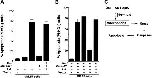 Figure 8. IL-6 does not protect against Dex-induced apoptosis in AS-Hsp27-transfected cells. (A) MM.1R cells were transfected with GFP vector alone or GFP-AS-Hsp27. Following transfections, GFP+ cells were selected by flow cytometry, treated with Dex (5 μM) in the presence or absence of IL-6 (100 ng/mL) for 48 hours, and analyzed for apoptosis by dual-fluorescence staining with DNA-binding fluorochrome Hoechst 33342 (HO) and propidium iodide (PI). PI-- and HO+-stained cells represent apoptotic cells. Median percent apoptotic cells: Dex plus vector = 6.4%; Dex plus AS-Hsp27 = 78.6% ± 5.6%; AS-Hsp27 = 9.3%; and Dex plus AS-Hsp27 plus IL-6 = 76.3% ± 2.1%. Results are mean ± SD from 3 independent experiments; P < .003. (B) MM.1S cells were transfected with GFP vector alone or GFP-AS-Hsp27. Following transfections, GFP+ cells were selected by flow cytometry; treated with Dex (5 μM) in the presence or absence of IL-6 (100 ng/mL) for 48 hours, and analyzed for apoptosis, as described. Median percent apoptotic cells: Dex plus vector = 76.2% ± 3.5%; Dex plus AS-Hsp27 = 84.6% ± 5.6%; Dex plus vector plus IL-6 = 20.4% ± 1.2%; Dex plus AS-Hsp27 plus IL-6 = 73.4%. Results are mean ± SD from 3 independent experiments; P < .003. (C) Schema showing the mechanism whereby inhibition of Hsp27 enables Dex to trigger apoptosis via Smac release in Dex-resistant cells. Dex-induced apoptotic signaling in AS-Hsp27-transfected cells is not blocked by IL-6.