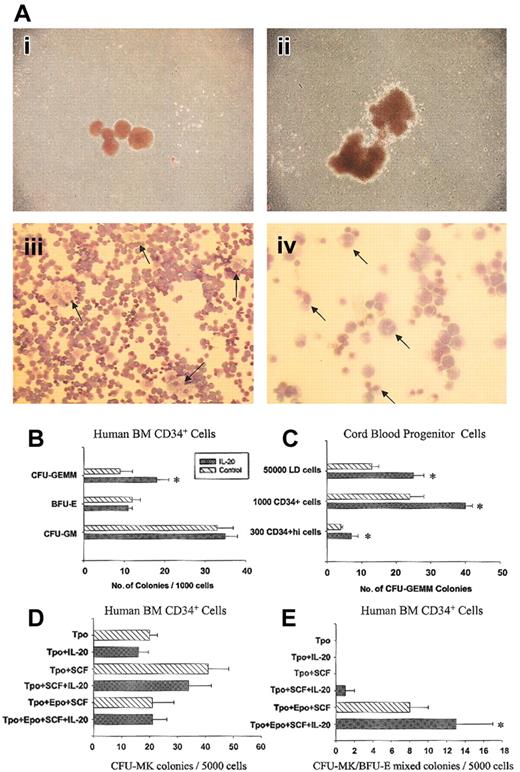 Figure 1. IL-20 specifically increases multipotential progenitors in vitro. (A) IL-20 increases numbers of larger-sized colonies containing erythrocytes, megakaryocytes, granulocytes, and monocytes. Human CD34+ bone marrow cells were cultured in methylcellulose medium containing 50 ng/mL SCF and 1 U/mL EPO with or without 200 ng/mL IL-20. Colonies represented control (i) or rhIL-20–containing (ii) cultures. Aiii and iv are Wright-Giemsa–stained cells from individual colonies picked from rhIL-20–containing cultures. Arrows in panel Aiii point to megakaryocytes at × 200 original magnification. Granulocytes or monocytes were detected at higher magnification (× 400 original magnification) and are marked by arrows in panel Aiv. (B) IL-20 enhances CFU-GEMM but not BFU-E and CFU-GM numbers in human bone marrow CD34+ culture in the presence of EPO, SCF, GM-CSF, and IL-3. Increases of CFU-GEMM were also observed when IL-20 was used in combination with EPO and SCF. Combining IL-20 with G-CSF, GM-CSF, or M-CSF had no effect on CFU-GM or CFU-M. Data represent mean ± SD from triplicate experiments. Similar results were obtained from 12 individual bone marrow samples. (C) IL-20 enhances CFU-GEMMs in cord blood. Human cell studies were approved by the Institutional Review Board of Indiana University. Human cells were assessed after the recovery of low-density (less than 1.077 g/cm3) cells, magnetic-bead–separated CD34+ cells, or FACS sorted CD34+hi cells. Data represent means ± SD from triplicate experiments. Similar results were obtained in 10 different experiments. (D-E) IL-20 had no effect on CFU-Meg colonies but increased CFU-Meg/BFU-E mixed colonies. Bone marrow CD34+ cells were assayed for megakaryocyte-containing colonies in serum-free, collagen-based media containing various cytokines. The stimulus was 50 ng/mL TPO, 50 ng/mL SCF, and 2 U/mL EPO. Clusters of 3 or more CD41+ cells were scored as CFU-Meg. Colonies containing megakaryocytes and erythroid cells were scored as CFU-MIX (right panel). Each column corresponds to the mean ± SD of duplicate cultures, and each culture contains 2 repeats (n = 4). *P < .02 compared with respective controls without rhIL-20, based on 2-tailed Student t test.