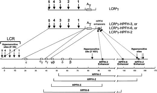 Figure 1. Constructs used in the study and location of HPFH breakpoints in the human β-globin locus. The constructs comprising the LCR and the Aγ gene with or without the HPFH enhancers are shown at the top. The human β-globin locus is shown below the constructs, indicating the position of the LCR and the order of the genes. The HPFH-1, HPFH-2, HPFH-3, and HPFH-6 deletions are shown below the locus. Hatched boxes indicate the core enhancer elements associated with the HPFH breakpoints (not to scale). Solid vertical arrows indicate hematopoietic-specific DNase I hypersensitive sites (HS), and the gray arrow indicates a ubiquitous HS site.