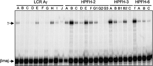 Figure 2. S1 nuclease protection analysis of expression of human Aγ-globin versus mouse βmaj globin in adult blood RNA of transgenic founders and lines generated. The protected fragments are indicated to the left of the panel. In this experiment, the specific activity of the βmaj probe was 2.35 times that of the γ probe (f indicates founder).
