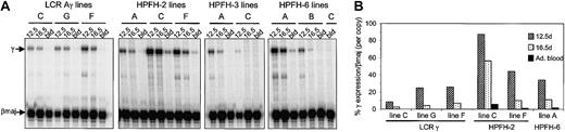 Figure 4. Developmental pattern of γ-globin expression in the single copy mouse lines. (A) S1 nuclease protection analysis of human Aγ gene expression versus mouse βmaj in fetal liver RNA from day-12.5 and day-16.5 embryos and in adult blood RNA (bld) of the single copy transgenic lines. The protected fragments are indicated to the left of the panel. The specific activity of the βmaj probe was 2.35 times that of the γ probe. (B) Quantitation of γ-globin expression levels of the single copy lines shown in panel A, as a percentage of βmaj expression per copy.