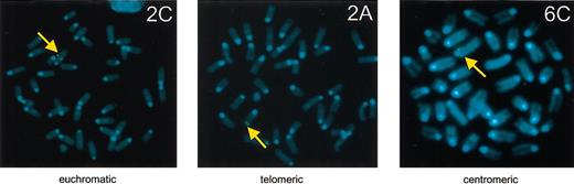 Figure 5. Chromosomal sites of transgene integration by FISH. Examples are shown of euchromatic (line HPFH-2C, left), telomeric (line HPFH-2A, middle), and centromeric (line HPFH-6C, right) sites of transgene integration (arrow), mapped by FISH on metaphase spreads using the human β-globin LCR as a probe.