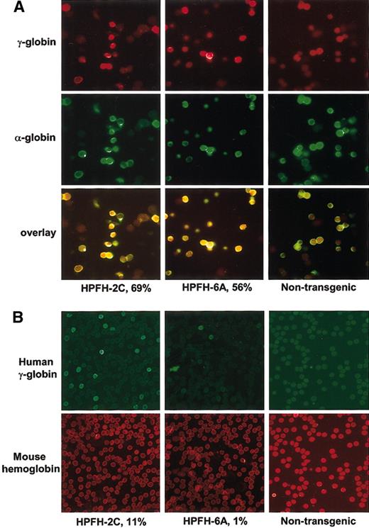 Figure 6. RNA in situ hybridization of 16.5-dpc fetal liver cells and immunofluorescence of adult blood cells from single copy lines HPFH-2C and HPFH-6A. (A) The signals obtained with exonic probes against γ-globin (red) and α-globin (green) are shown. The overlay of the 2 images shows double-positive cells as staining yellow. The percentages of γ-positive cells for the 2 transgenic lines are also indicated. A nontransgenic embryo was included as a control. (B) Representative fields of cells labeled with antihuman γ hemoglobin (green signal; FITC) and antimouse hemoglobin (red signal) antibodies. Percentages of cells with γ-globin signals are indicated. At least 400 cells were counted in each case.