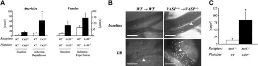Figure 2. Role of VASP in the regulation of platelet adhesion under pathophysiologic conditions. (A) Platelet–vessel wall interactions were assessed prior to and following intestinal ischemia-reperfusion (I/R) as described in “Materials and methods.” Fluorescent wild-type or VASP–/– platelets were transfused into recipient mice of either genotype. Segmental jejunal ischemia (60 minutes) was induced with subsequent reperfusion. Platelet–endothelial cell interactions in intestinal arterioles and venules were analyzed by intravital videofluorescence microscopy prior to (baseline) and following I/R in arterioles (left) and venules (right).6,35 Mean ± SEM; * indicates significant difference compared with wild type; P < .05. (B) The microphotographs show representative in vivo fluorescence microscopy images of platelet adhesion prior to (top) and following intestinal I/R (bottom) in control animals (left) or VASP–/– mice (right). Arrowheads indicate adherent platelets. Bars represent 50 μm. (C) To evaluate the role of VASP in the regulation of platelet adhesion to the atherosclerotic vascular wall, wild-type or VASP–/– platelets were infused intravenously into ApoE–/– mice. Platelet adhesion was visualized in the right common carotid artery in situ by in vivo video microscopy as described above. Mean ± SEM; * indicates significant difference compared with wild-type platelets; P < .05.