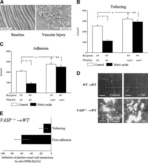 Figure 3. Platelet adhesion following endothelial denudation. (A) Scanning electron micrographs of carotid arteries prior to (left) and after (right) vascular injury. Endothelial denudation induces platelet adhesion. Bars represent 5 μm. (B-C) Fluorescent wild-type or VASP–/– platelets were preincubated with either PBS (Control) or the NO-donor spermine-NO. After preincubation, the samples were stimulated with 0.2 U/mL mouse thrombin or with PBS. Platelet tethering (B) and firm platelet adhesion (C) to the carotid artery were assessed by intravital videofluorescence microscopy. Mean ± SEM; n = 5 each group; * indicates significant difference compared with control; ns indicates no significant difference; P < .05. (D) The microphotographs show representative in vivo fluorescence microscopy images in illustrating adhesion of wild-type or VASP–/– platelets following endothelial denudation in the absence or presence of spermine-NO. Bars represent 50 μm. (E) Role of GPIIb-IIIa for tethering and adhesion of VASP null platelets following endothelial denudation. Wild-type mice were injected with VASP–/– platelets preincubated with 50 μg function-blocking anti–GPIIb-IIIa mAb. Platelet recruitment was visualized at the site of injury by videofluorescence microscopy. The graph shows percent inhibition of platelet tethering and adhesion by anti–GPIIb-IIIa mAb (n = 5) compared with PBS-treated mice (n = 4). Mean ± SEM.