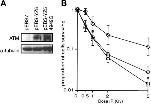 Figure 4. Clonogenic cell survival of ATM-null cells transfected with wild-type or mutant ATM. (A) Western blot analysis showing expression of ATM protein (detected by anti–ATM antibody) in ATM-null (GM05849C) cells stably transfected with pEBS-YZ5 (wild-type ATM expression vector) or pEBS-YZ5/4949G (N1650S variant ATM expression vector). No ATM protein was detectable in mock-transfected (pEBS7) cells, and equal amounts of wild-type and variant ATM were expressed in ATM-null cells. Equivalence of loading of cell lysates is shown by anti–α-tubulin labeling. (B) Cell survival by clonogenic activity 2 weeks after various doses of X-irradiation (IR). The ATM-null cell line GM05849C was transfected with pEBS7 (mock transfectant; , pEBS-YZ5 (wild-type ATM expression vector; ⋄), or pEBS-YZ5/4949G (N1650S variant ATM expression vector; ○). Data represent mean values from 4 independent experiments.