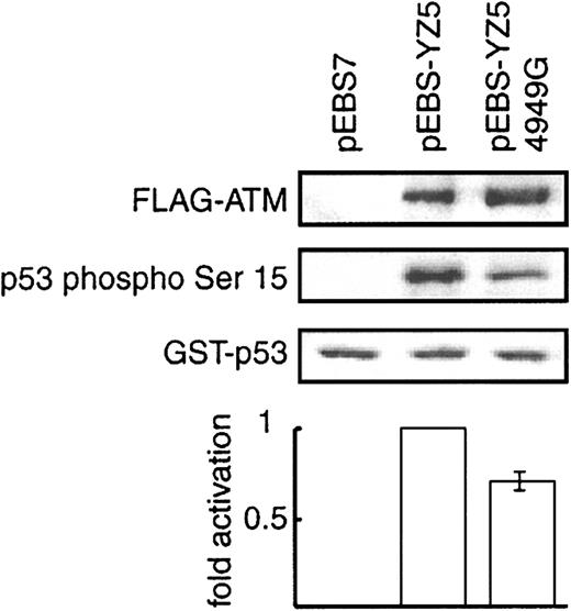 Figure 5. In vitro phosphorylation of p53 Ser15 by N1650S ATM kinase. FLAG-tagged ATM protein was immunoprecipitated with anti–FLAG antibody from 293 cells transiently transfected with wild-type ATM expression vector pEBS-YZ5, variant ATM expression vector pEBS-YZ5/4949G, or mock transfectant pEBS7. Equal amounts of FLAG-tagged wild-type and variant ATM (detected with anti–FLAG antibody) were immunoprecipitated (top panel). Recombinant GST-p53 (1-100) was subjected to an in vitro phosphorylation assay using the immunoprecipitated, FLAG-tagged wild-type and variant ATM, and GST-p53 phosphorylated at Ser15 was detected by using anti-p53 Ser15 phosphospecific antibody (second panel). Equal amounts of substrate (GST-p53) were present, as shown by Coomassie brilliant blue staining (third panel). The extent of phosphorylation of recombinant GST-p53 (1-100) is shown relative to that of pEBS-YZ5 transfectant (= 1) (bottom graph). Data represent mean values from 3 independent experiments.