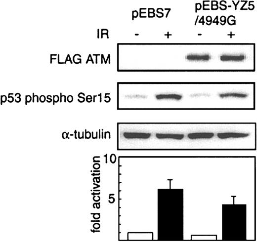 Figure 6. Dominant-negative effect of N1650S ATM on p53-Ser15 phosphorylation. Western blot analysis of p53-Ser15 phosphorylation before (–) or 30 minutes after (+) X-irradiation (IR; 5 Gy) in U2OS cells transiently transfected with FLAG-tagged variant ATM expression vector pEBS-YZ5/4949G and expressing FLAG-tagged N1650S ATM, or mock transfectant pEBS7. FLAG-tagged variant ATM was expressed only in pEBS-YZ5/4949G–transfected U2OS cells (detected with anti–FLAG antibody; top panel). Cell lysates were probed with anti–p53-Ser15 phosphospecific antibody (second panel). Anti–α-tubulin antibody (third panel) was used to show equivalence of loading. Extents of phosphorylation of p53 Ser15 after X-irradiation are shown relative to that in pEBS7-transfected cells before X-irradiation (= 1) (bottom graph). Data represent mean values from 3 independent experiments.
