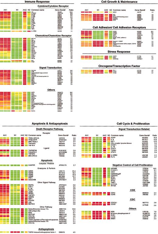 Figure 2. Differential gene expression profiles in AA patients and healthy volunteers. Genes were grouped and displayed in the following categories: immune response, apoptosis-related, cell cycle and cell proliferation, stress response, cell growth and maintenance, and cell adhesion. Relative expression (normalized to the median) is displayed by color: genes at significantly higher levels are shown in red; those with significantly lower expression in green. Two biologic pools were tested. For pool-AA1 and pool-N1, sufficient RNA was available to create 3 technical replicates; for pool-AA2 and pool-N2, only a single chip could be tested. Immune response, apoptosis-related, and stress response genes were largely up-regulated while cell cycle and cell growth and maintenance genes were down-regulated in AA patients compared with controls.