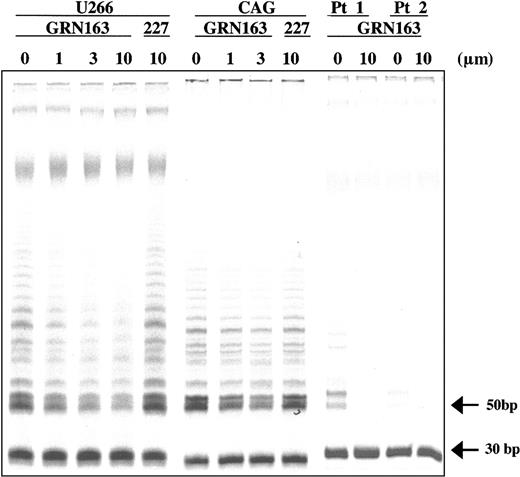 Figure 2. GRN163 reduced telomerase activity in neoplastic B-cell lines and primary MM cells. GRN163 treatment for 14 days decreased telomerase activity in 2 representative MM cell lines (CAG TRF, 2.7 kb; U266 TRF, 9.0 kb) in a dose-dependent and telomere-independent manner compared with vehicle (PBS) and 227 (mismatch oligonucleotide) controls. GRN163 treatment (10 μM) for 24 hours also decreased telomerase activity in CD138+ cells from 2 MM patients.