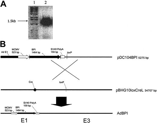 Figure 1. Construction of recombinant replication-deficient adenoviral vector expressing human BPI. (A) Human BPI cDNA (1.5 kb) was amplified from RNA of human blood CD34+ leukocytes by RT-PCR and visualized in 1% agarose gel by electrophoresis (lane 1, DNA size marker; lane 2, BPI cDNA product by RT-PCR). (B) Recombinant shuttle plasmid with BPI cDNA inserted into the E1 region of adenoviral genome (pDC104BPI) was cotransfected with viral rescue plasmid pBHG10loxCreL into 293 cells. Recombinant AdhBPI virus was rescued by homologous recombination between 2 loxP sites present in pDC104BPI and pBHG10loxCreL, which was catalyzed by Cre recombinase encoded by Cre cDNA in pBHG10loxCreL.