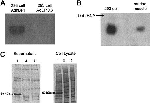 Figure 2. Molecular characterization of adenoviral vector expressing human BPI. (A) Verification of the BPI transgene in AdhBPI viral genomic DNA. 293 cells were infected with AdhBPI or AdDl70.3 as control. Total cellular DNA was extracted and subject to Southern hybridization. (B) BPI mRNA expression in vitro and in vivo. 293 cells or mouse hind leg muscle were infected with AdhBPI in vitro and in vivo, respectively. Total cellular or tissue RNA was extracted and subject to Northern hybridization. BPI mRNA was identified as a 1623-bp product. Samples from control vector–infected cells or tissue gave rise to no signals (not shown). (C) Demonstration of secreted and cell-associated BPI protein in A549 cells infected with AdhBPI (lane 1), control vector AdDl70.3 (lane 2), or without infection (lane 3). S35-labeled newly synthesized protein was separated in SDS-PAGE gel and BPI protein was identified as a 60-kDa product.