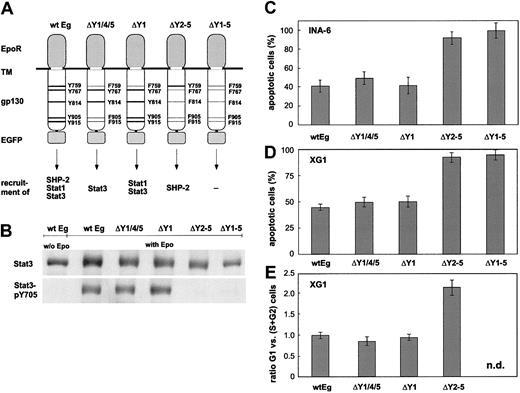 Figure 3. Ability of mutated EpoR/gp130 chimeras to mediate survival and proliferation. (A) Schematic representation of the mutations introduced into EpoR/gp130 (Eg). Tyrosine (Y) to phenylalanine (F) substitutions are printed in light face. The ability of the gp130 mutants to recruit downstream effector molecules is outlined. (B) INA-6 strains expressing the EpoR/gp130 chimeras as indicated were deprived of IL-6 for 12 hours before stimulation with Epo (7 U/mL) for another 8 hours. Thereafter, cell lysates were applied to immunoblot analysis by using antibodies against Stat3 or tyrosinephosphorylated Stat3. Cytokine-starved wild-type Eg strain was taken as a reference. (C-D) INA-6 and XG-1 strains were cultured without or with Epo for 24 hours (INA-6) and 72 hours (XG-1) in the absence of IL-6 and subsequently subjected to an apoptosis assay. The graph represents the percentage of annexin V–positive cells (mean values ± SD of 3 experiments) in the Epo-treated cultures as compared with those cultured without cytokine. (E) XG-1 strains were cultured without or with Epo for 72 hours in the absence of IL-6. Then, a flow cytometric cell cycle analysis was performed. The ratio of cells in G1 to those in S + G2 phases is shown (mean values ± SD of 3 experiments). n.d. indicates not determined.