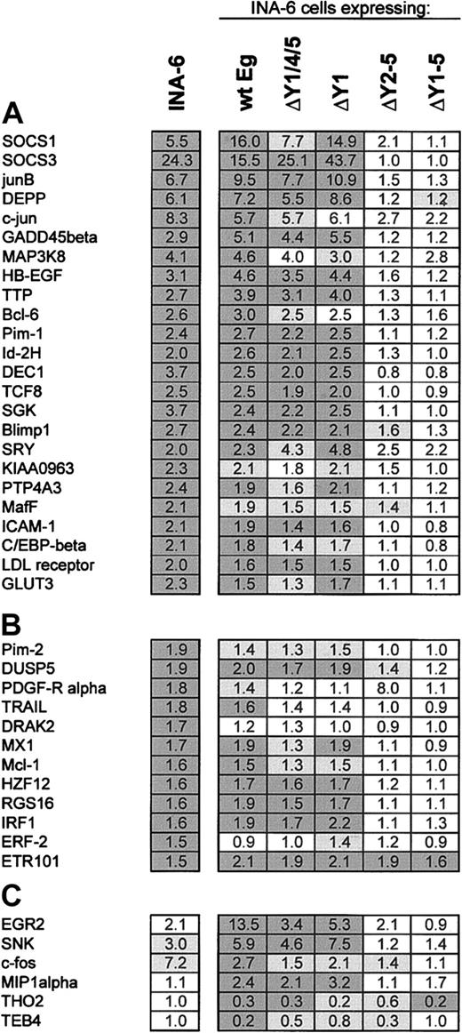 Figure 5. Gene expression profiling of INA-6 cells expressing mutated EpoR/gp130 chimeras. INA-6 strains expressing the indicated EpoR/gp130 chimeras were deprived of IL-6 for 12 hours before stimulation with Epo for 1 hour. Gene expression was analyzed by using Affymetrix U95A arrays (5 columns at the right). Two independent experimental series were carried out. The values are compared with those obtained for unmanipulatied INA-6 cells after treatment with IL-6 for 1 hour (left column). (A) Expression change values (fold) are shown for the genes significantly responding to a 1-hour IL-6 treatment of INA-6 cells by at least 2-fold. Dark gray background indicates change values significant (described in “Materials and methods”) in both experiments, light gray values significant in only one of the 2 experiments. (B) Values are shown for the genes significantly responding to IL-6 treatment by 1.5- to 2-fold and (C) for the genes changed through EpoR/gp130 but not significantly changed by IL-6 in INA-6 cells. Unigene accession numbers for the genes not included in Figure 3 are dual specificity phosphatase 5 (DUSP5), Hs.2128; tumor necrosis factor-related apoptosis-inducing ligand (TRAIL),: Hs.83429; death-associated protein kinase-related apoptosis-inducing protein kinase 2 (DRAK2), Hs.120996; human zinc finger protein 12 (HZF12), Hs.164284; regulator of G-protein signaling 16 (RGS16), Hs.183601; interferon regulatory factor 1 (IRF1), Hs.80645; EGF-response factor 2 (ERF-2), Hs.78909; early growth response 2 (EGR2), Hs.1395; serum-inducible kinase (SNK): Hs.3838; c-fos, Hs.25647; macrophage inflammatory protein 1-α (MIP1α), Hs.73817; THO2, Hs.16411; and TEB4, Hs.20141.