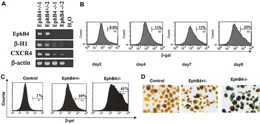 Figure 1. EphB4 gene expression indicated by β-galactosidase activity within EBs. (A) Two clones of each EphB4+/– (EphB4+/–1 and EphB4+/–2) and EphB4–/– ES cells (EphB4–/–1 and EphB4–/–2) were induced for EB differentiation for 4 days and analyzed for gene expression by RT-PCR. (B) Kinetics of β-gal expression in EphB4+/– EBs. EphB4+/– ES cells were allowed to differentiate into EBs in suspension cultures in Petri dishes. EB cells at day 2, 4, 7, and 9 were harvested, stained with FDG for β-galactosidase activity, and analyzed by flow cytometry. Dead cells were gated out by a DNA dye, DAPI, staining (data not shown). (C) Flow cytometric analysis of β-gal expression (β-gal+ cells) in day-4 EBs from control (wild-type), EphB4+/– and EphB4–/– ES cells. (D) X-gal staining β-galactosidase activity in day EBs was analyzed by staining with 5-bromo-4-chloro-3-indolyl b-galactoside (X-gal). Original magnification, × 4.