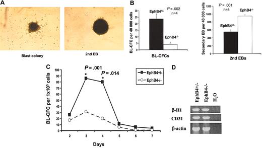 Figure 2. Impaired BL-CFC formation of EphB4-deficient ES cells. (A) Examples of blast colony (BL-CFC) and secondary EB from EphB4+/– ES cells. BL-CFCs can be readily recognized as loose clusters compared with the compact secondary embryoid bodies. Original magnification, × 40. (B) Day-3 EBs of EphB4+/– and EphB4–/– ES cells were collected, and the cells were dissociated and assayed for their potential to generate BL-CFCs and secondary EB in methylcellulose cultures. Error bars represent standard deviation. P values were calculated with student t test. Data shown represent the average of 4 experiments. (C) Kinetic analysis of BL-CFC formation. The cells from EBs at indicated times were analyzed for BL-CFC generation. Data shown represent the average of 4 experiments. Error bars represent standard deviation. P values were calculated with Student t test. (D) RT-PCR analysis of developmental potential of the BL-CFCs. Day-3 EBs of EphB4+/– and EphB4–/– ES cells were used to generate BL-CFCs. Blast colonies from either EphB4+/– or EphB4–/– were transferred into matrigel-coated plates and cultured in the presence of growth factors known to support both hematopoietic and endothelial cells. Following 3 to 4 days in culture, nonadherent hematopoietic and adherent endothelial cells were harvested for RT-PCR analysis of lineage specific genes.